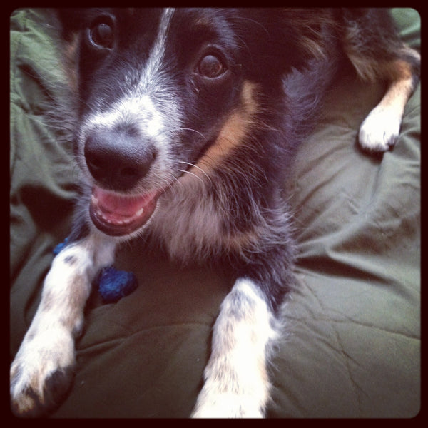 (Wo)Man's Best Friend